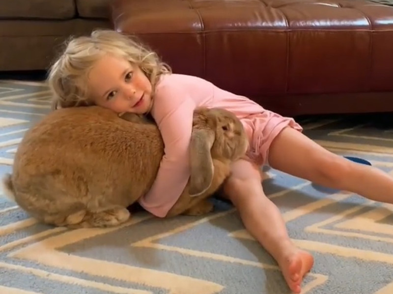 美國西雅圖有一隻「巨無霸兔兔」，體型竟跟中型犬一樣大隻。   圖／IG@big_cocoa_puff