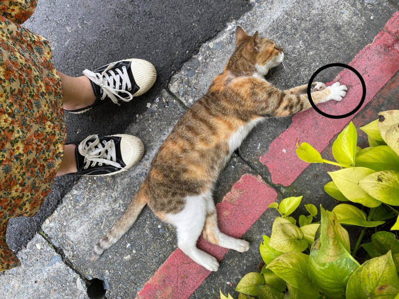 網友蘇小姐在路上遇見一隻裝碰瓷的三花貓。   圖／網友蘇宥勻授權提供