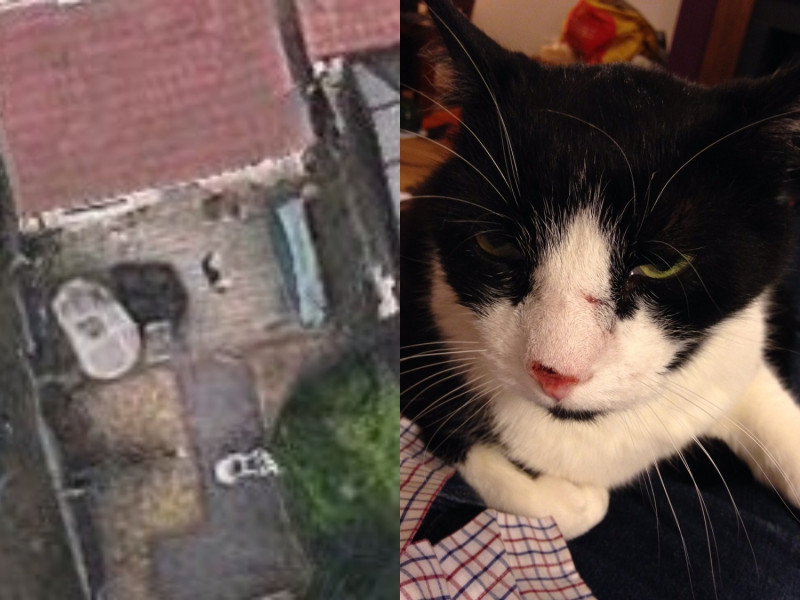 衛星照片中明顯可以看到賓士貓Dansak橫躺在庭院中的身影。   圖／Twitter@fourhourtarget