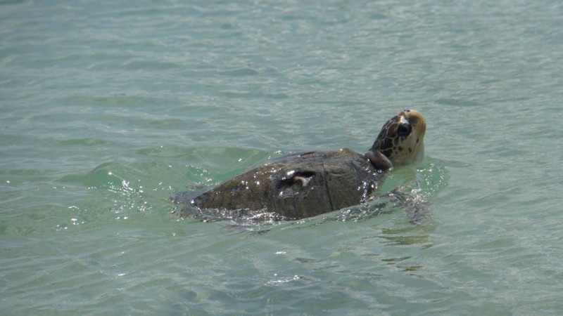 去年10月被發現遭網具所傷的欖蠵龜經海生館救治後，於今（21）日正式野放返回大海。   圖：取自海保署官網