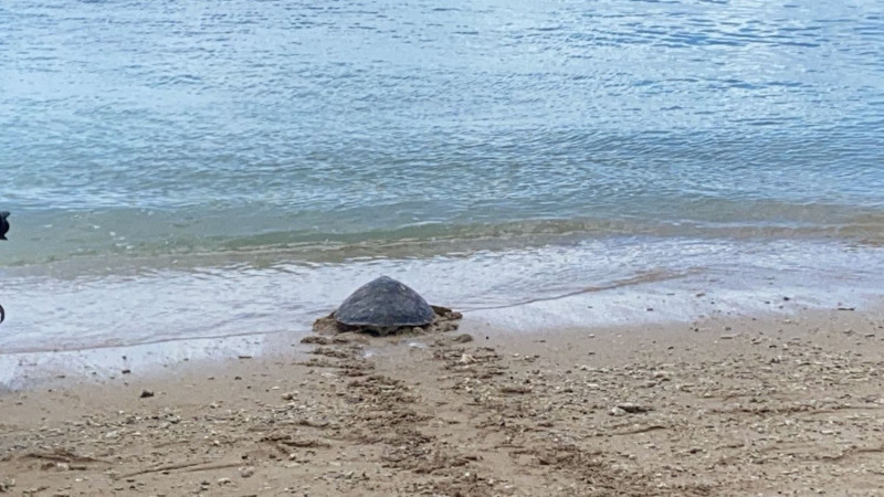 另一隻於同年9月被發現的綠蠵龜也於今（21）日野放。   圖：取自海保署官網