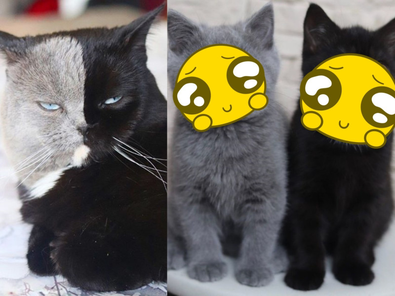 Narina的孩子中，小貓Phoenix全身灰色，小黑貓Prada胸口和Narina一樣有小白點，兩隻恰恰好合起來就是爸爸的毛色。   圖／IG@amazingnarnia