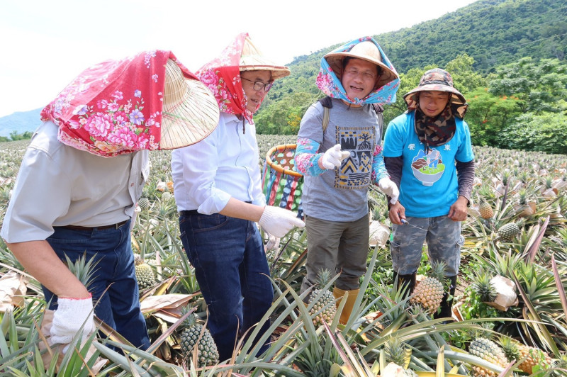 林佳龍(右2)為推廣國內安心旅遊，親自戴上斗笠採鳳梨。   圖：交通部觀光局/提供