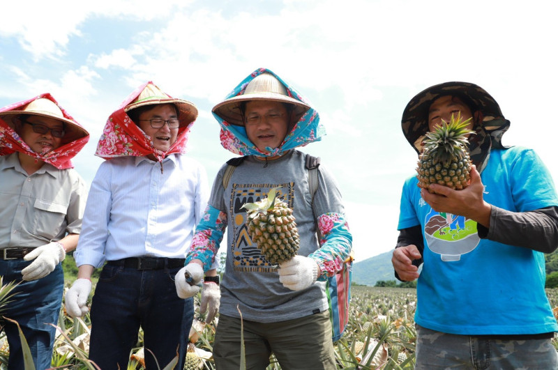 林佳龍(右2)為推廣國內安心旅遊，親自戴上斗笠採鳳梨。   圖：交通部觀光局/提供