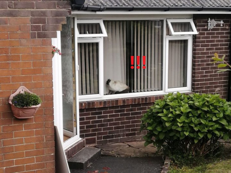 日前當她回家時，發現鄰居家窗前有一熟悉的身影……   圖／FB@Jennifer Holt
