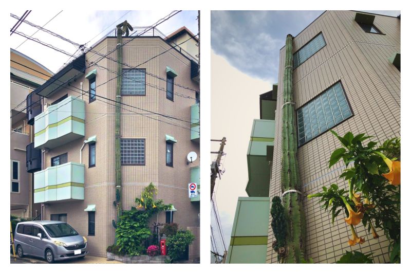日本網友拍下這株神奇的仙人掌，從路邊沿著公寓一路長到 3 樓屋頂。   圖／翻攝自@Passion0的推特