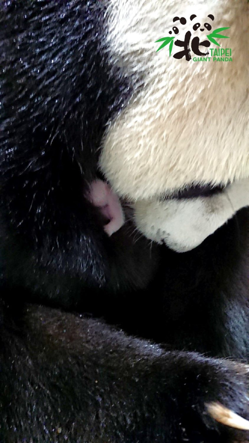 大貓熊「圓圓」喜迎二胎寶寶。   圖：台北市立動物園／提供