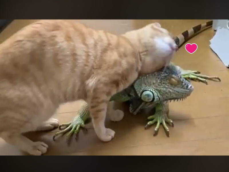 橘貓：蜥蜥，你背上的觸感HEN不錯耶，借我嚕一下毛！   圖／twitter@emichan_iguana