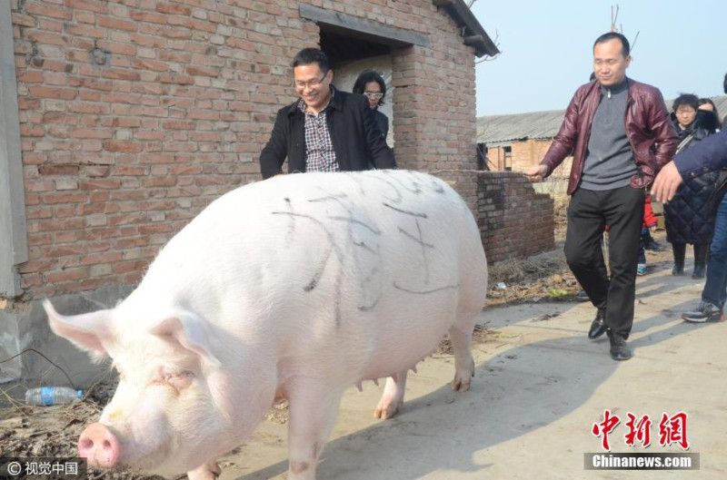 中國豬隻禍不單行，非洲豬瘟疫情還未解除，又傳出發現新豬流感病毒，威脅豬農生計。   圖：翻攝自中新網