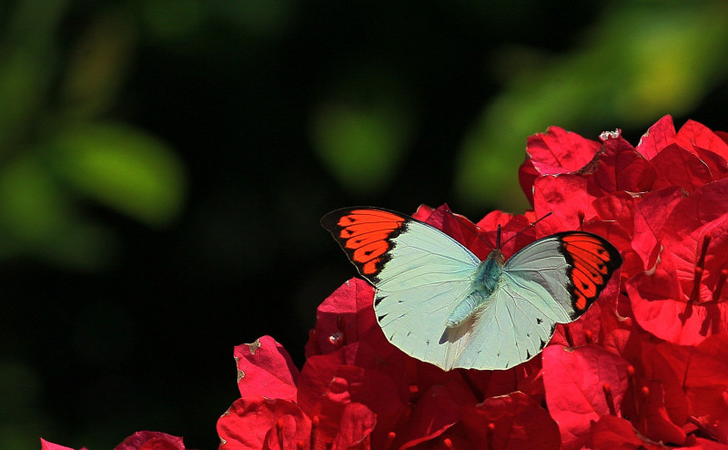 墾丁社頂自然公園現在蝶舞繽紛，可跟著在地解說員腳步一探蝴蝶秘境。   圖：墾管處／提供
