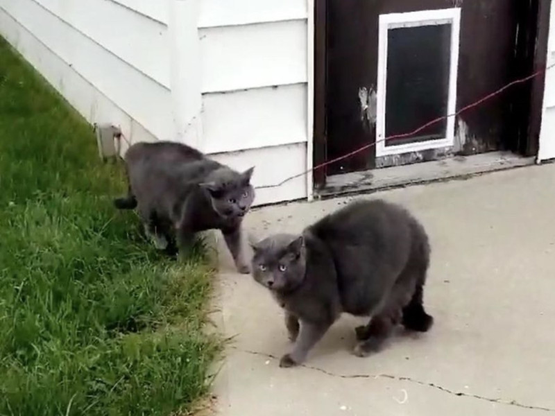 洛基生氣的吼叫聲，主人走出去時眼前出現兩隻藍貓，身材比例一模一樣。   圖／reddit@kaya2540