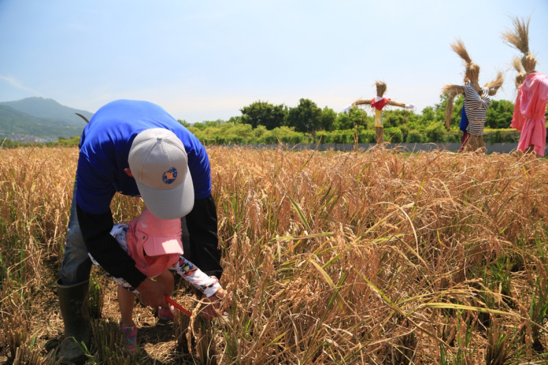 步入水稻田中，親手割下稻穀感受土地的香氣。   圖：北市產發局／提供