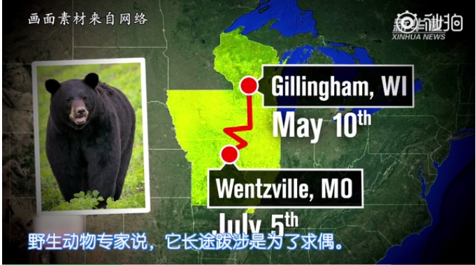 美國黑熊布魯諾（Bronus) 6月30日從威斯康辛州穿過密蘇里州，為愛走過了長達420公里。   圖 : 翻攝自秒拍