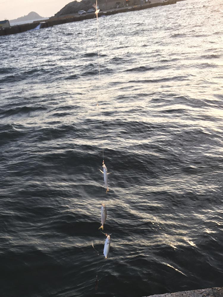 鯷魚是馬祖夏天非常容易釣到的魚。   圖：張良一/攝