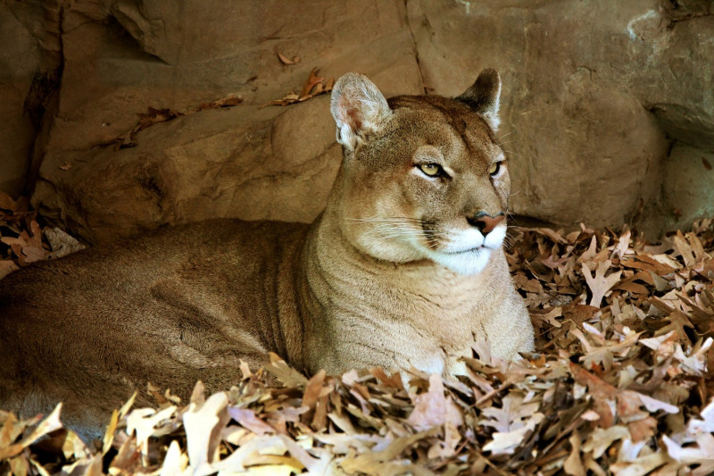 山獅也是加州最常見的被路殺動物之一。   圖：擷取自pixabay圖庫 (動物示意圖)