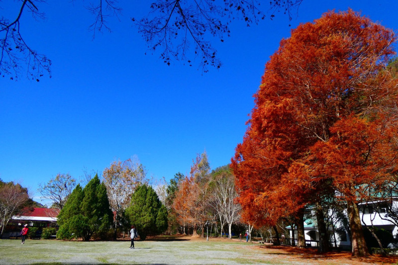 奧萬大入深秋後，園區內的水杉、落羽松會轉紅，非常夢幻。   圖：翻攝自奧萬大情報站