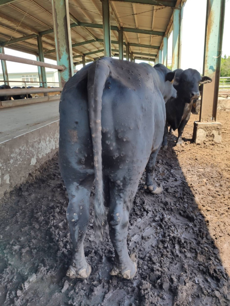 農委會已撲殺金門82頭牛，並加強病媒蚊的消毒工作，以防止牛結節診疫情擴散。   圖：農委會/提供