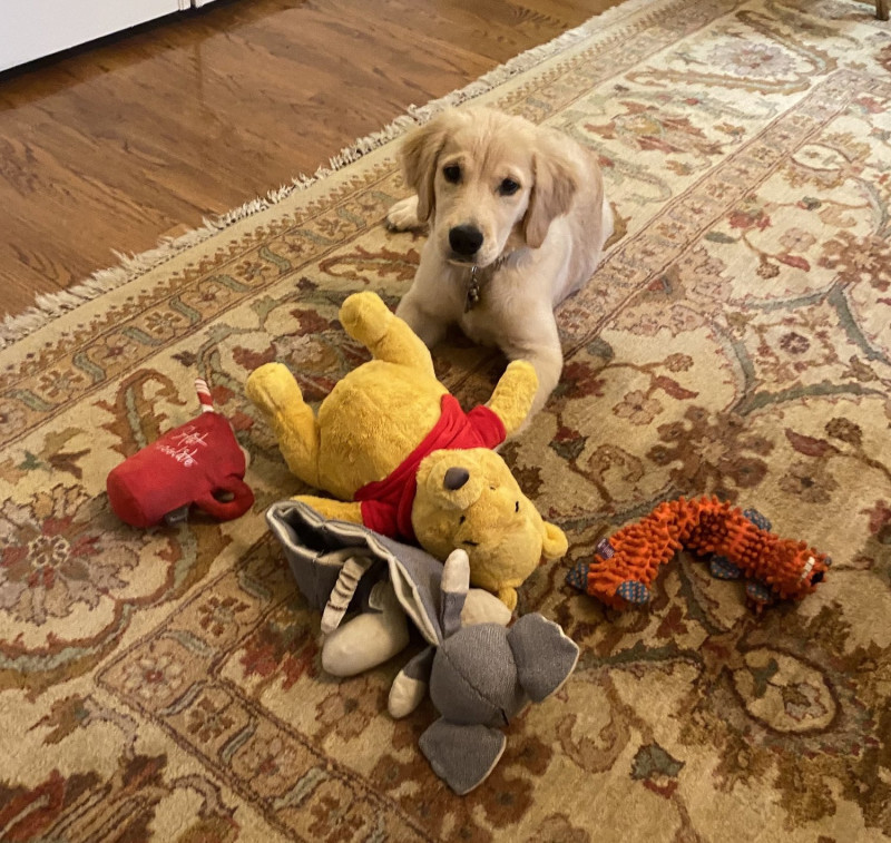 龐皮歐貼出愛犬「Mercer和她最愛的玩具」，小熊維尼赫然入列。   圖：擷取自Mike Pompeo推特