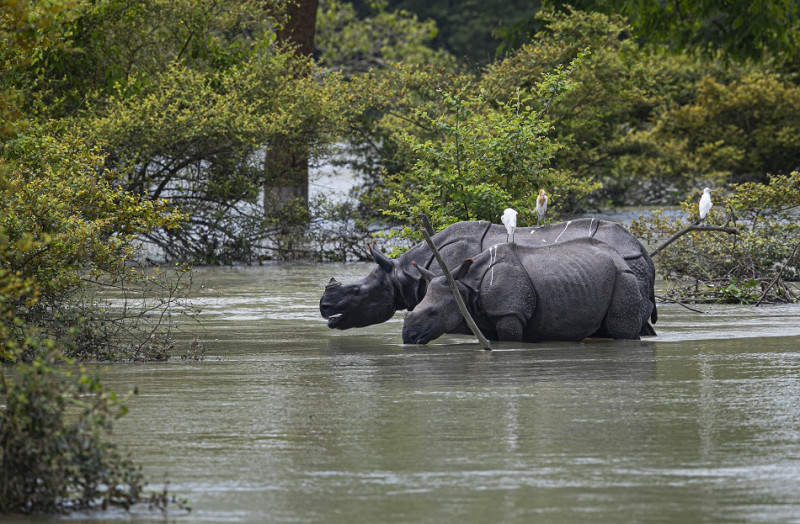 擁有全球2/3的獨角犀牛的濟蘭加國家公園也遭到水淹，犀牛在洪水中跋涉「逃難」。   圖：達志影像/美聯社