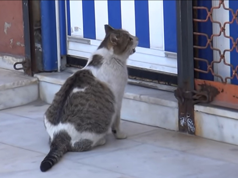 貓咪在門前不停慌張哀號，似乎發生什麼很緊急的事情。   圖：Youtube@Bitlis Bülten