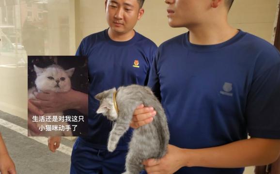 中國安徽一名女子逗貓時誤將三萬元金鐲卡在貓的脖子上。   圖：取自微博