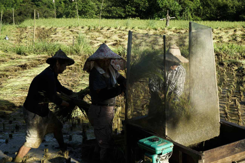 72歲的田主簡秋陽（左）和農友們直接在泡著田水的水田上，將結滿稻穗的稻桿送進水稻脫殼機內脫穀。   圖：張良一/攝