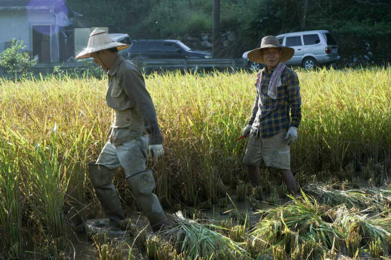 兩位農友彎腰割稻一陣子後，站起來伸直腰桿休息，順便看看水稻脫榖機隊的農友們的脫穀進度。   圖：張良一/攝
