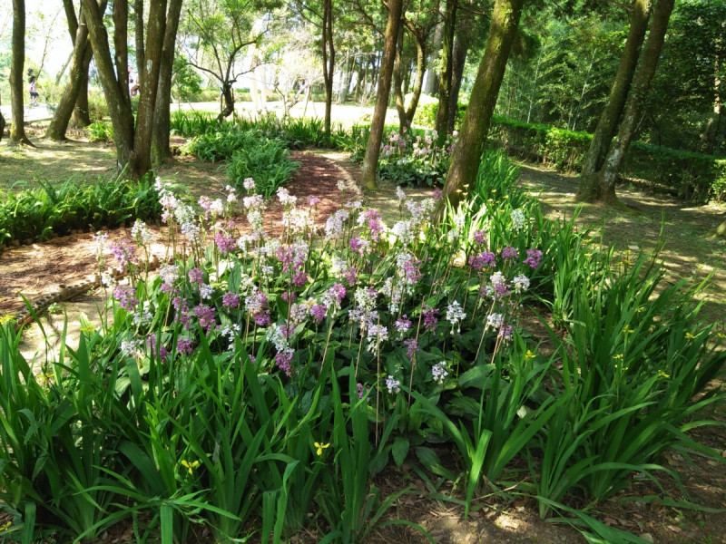 桃園市多個風景區種植白鶴蘭與長距白鶴蘭，為景觀增添新氣象。   圖：農委會／提供