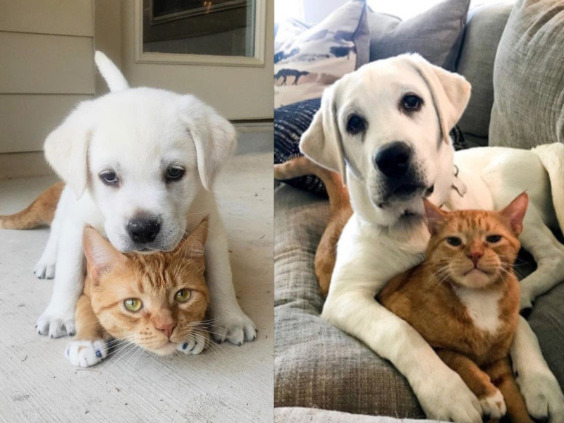 美國一名飼主養了一隻橘貓「辛巴」與拉不拉多犬「索爾」，當拉拉索爾初見貓哥哥辛巴，一狗一貓立刻變成好朋友。   圖／IG@thor_n_simba