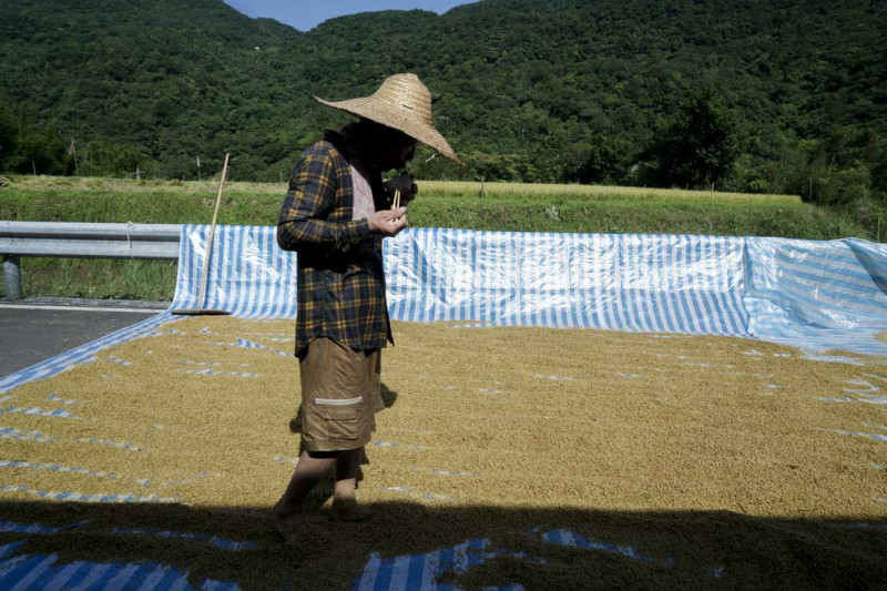 一位農友一邊吃午餐一邊用腳將稻穀撥開，讓稻穀可以在陽光下充分曝曬。   圖：張良一/攝