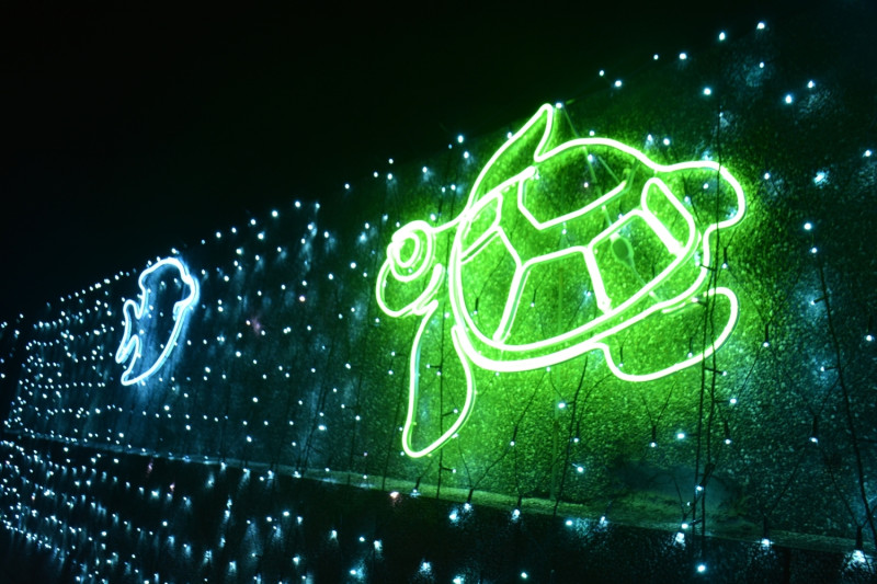 海龜、魚兒等海洋生物也成為光影主題，在燈海中悠遊。   圖：海科館/提供(金俊亙拍攝)