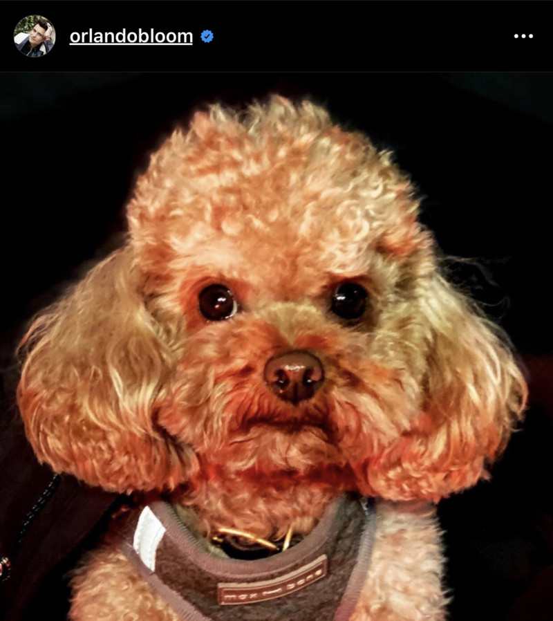奧蘭多布魯的愛犬Mighty。   圖：翻攝Instagram
