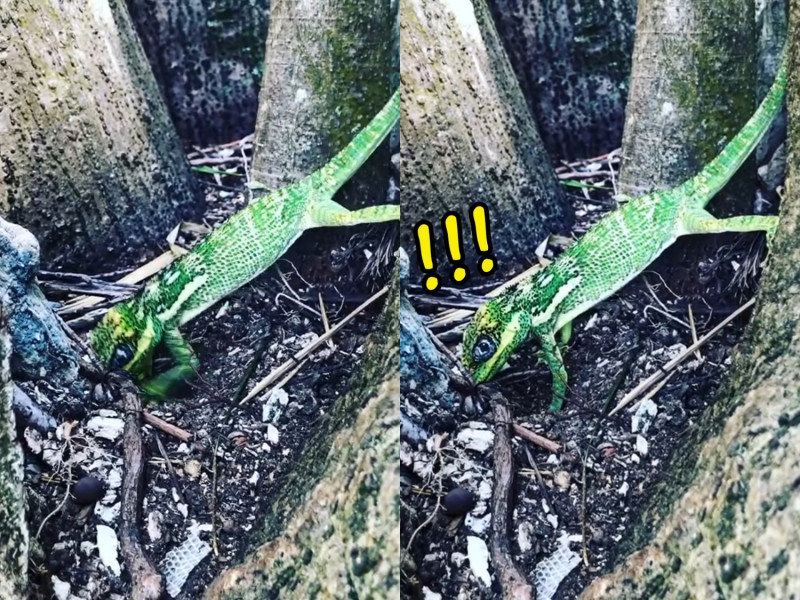 樹蜥媽正忙著藏蛋。   圖／Facebook@Florida, Wild & Free