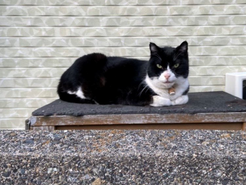日本藝人北澤仁貼出兩層樓住宅的照片，向網友發出挑戰問誰能找到隱藏的貓咪，令不少網友找破頭直呼：「這是高難度版躲貓貓。」   圖／Twitter@kitazawa1104