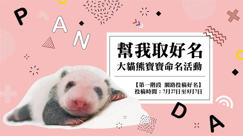 台北市立動物園推出「幫我取好名」大貓熊寶寶命名活動，今起至8月7日開放投稿。   圖：取自台北市立動物園官網