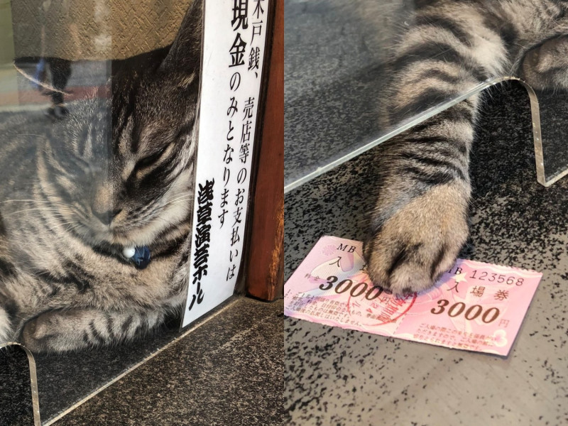 即使只是一直睡搞搞，Jirori仍是淺草演藝廳的可愛招財貓。   圖／Twitter@MikioKatura