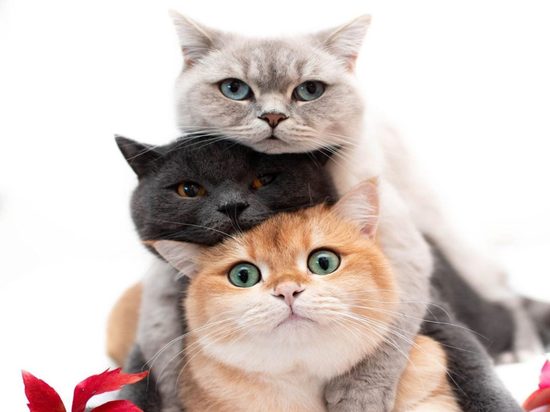 拍照時三隻貓咪經常玩起疊疊樂   圖／IG@amy_simba