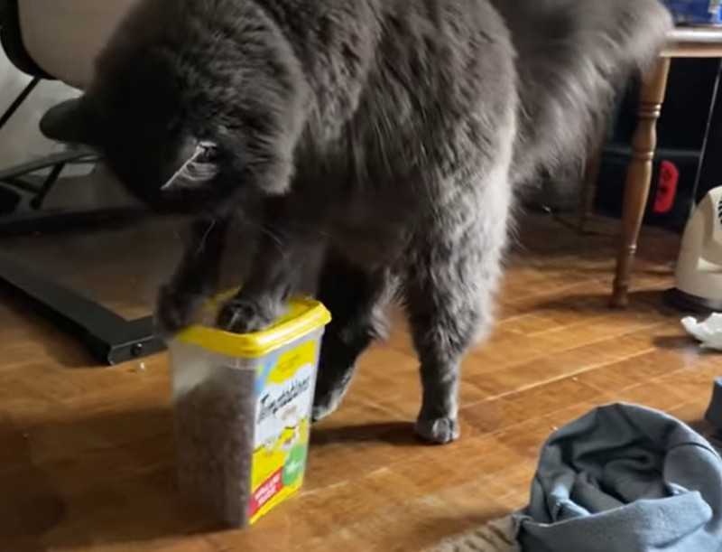 主人將影片傳到Youtube頻道@Lucas Farrar並表示：「我家貓學會如何在60秒內打開零食罐，真是聰明的貓！其實平常速度更快。」   圖／YouTube@Lucas Farrar