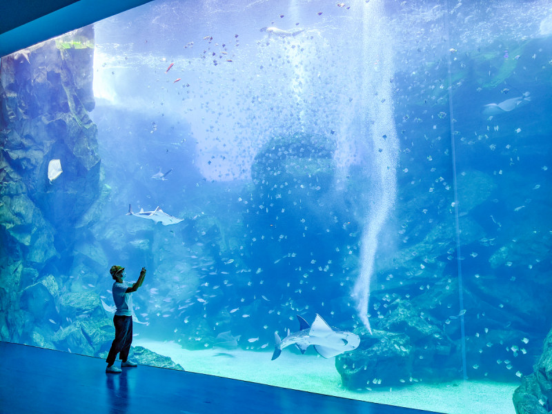 Xpark水族館共有13區，將地球上各水域生態用擄獲人心的手法呈現。 圖：謝佳真／攝