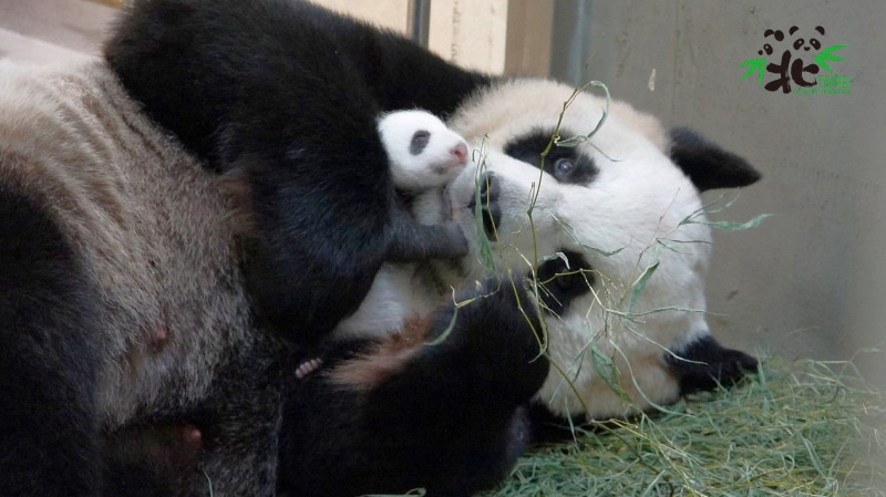 台北市立動物園延長夜間開放時間至晚上9時，圖為大熊貓圓圓和新生寶寶。   圖：台北市立動物園／提供