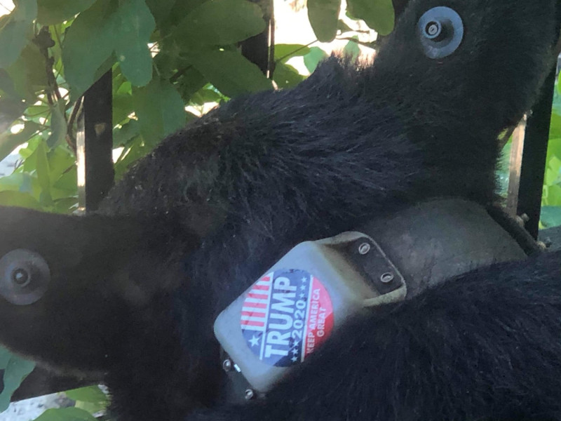 阿什維爾居民在自家門前看見一隻項圈上貼有「Trump 2020」競選貼紙的黑熊   圖：截自Help Asheville Bears臉書