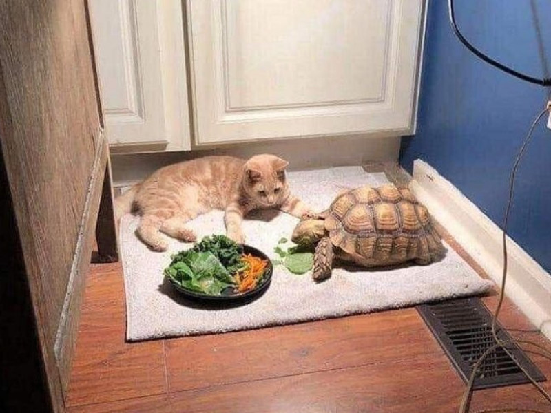 橘貓漢柏頓陪著烏龜好友托帝吃飯，沒想到牠「太龜速」讓漢柏頓忍不住打瞌睡。   圖／IG@lazyboneskuehn