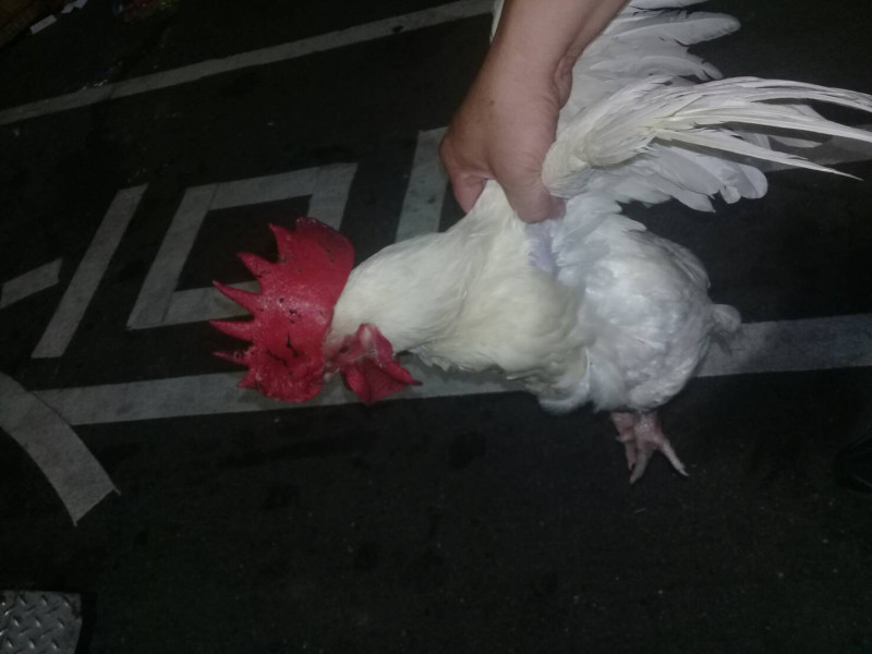 「開光雞」是民間喪葬習俗，但流浪雞鴨遊蕩卻經常造成交通事故 。   圖：新北市動保處提供