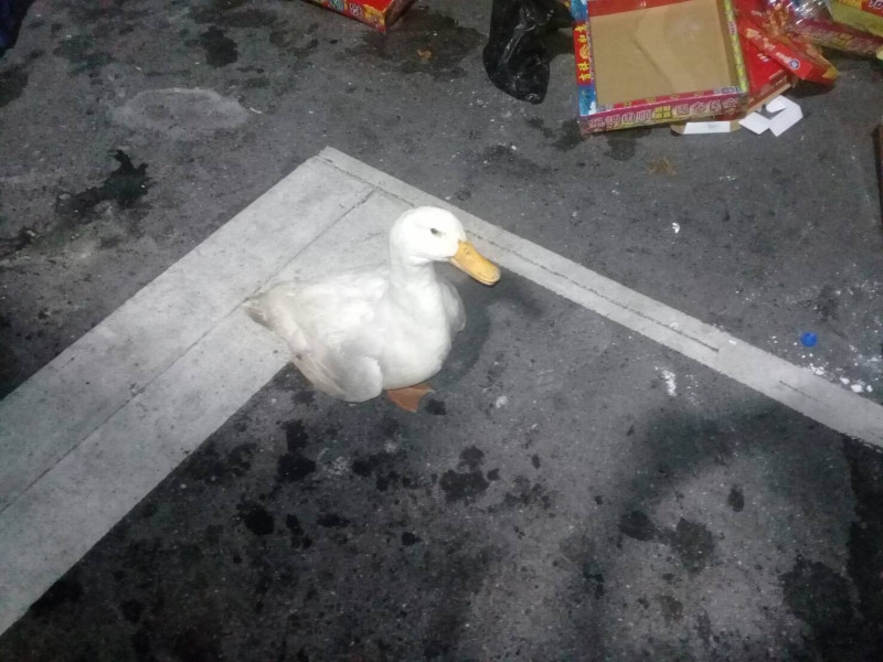 板橋殯儀館附近頻見被稱為「帶路鴨」的流浪雞鴨。    圖：新北市動保處提供