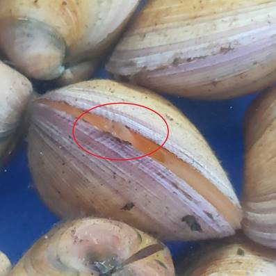 環文蛤具有黃褐色的圓形外殼，殼緣圍繞一圈紫色，蛤肉前端之斧足與出入水管呈紅色，因此俗稱赤嘴。   圖：農委會水試所/提供