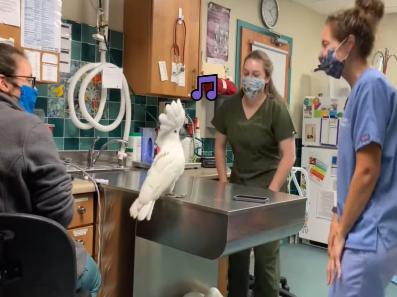 一隻雨傘葵花鳳頭鸚鵡在看診時將診療台當成夜店，魔性點頭跳舞帶所有醫護人員跟著一起跳起來！   圖／翻攝自FB@Red Bank Veterinary Hospitals
