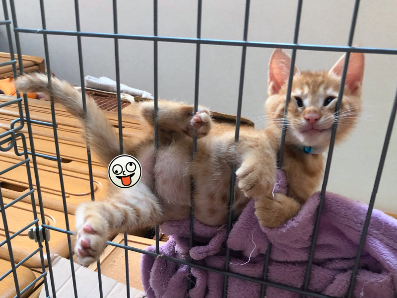 小橘貓：「偶長這樣還可愛嗎～？」   圖／Twitter@houkouonchii
