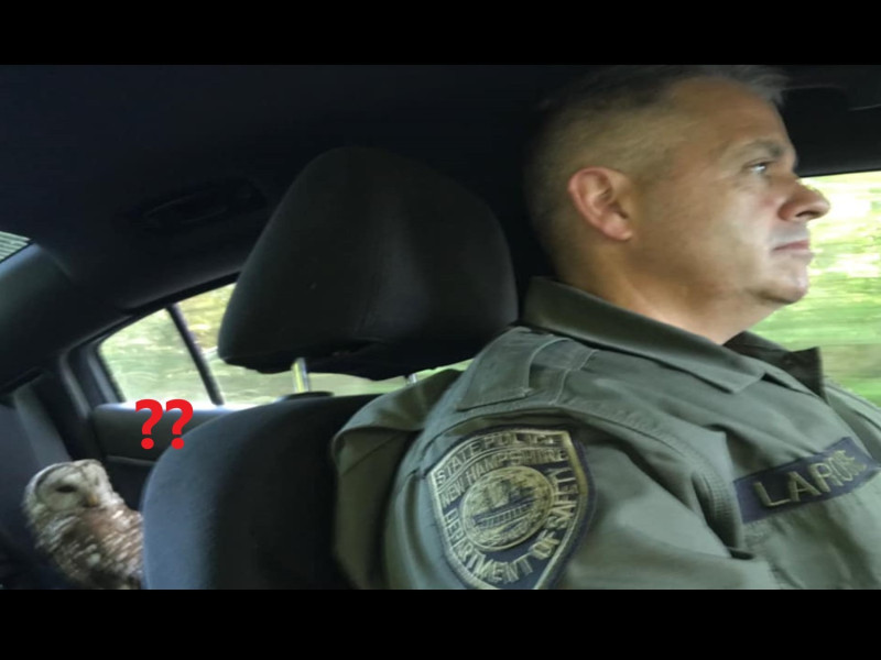 貓頭鷹：警察杯杯我沒有犯法也沒有超速，不要帶我回警察局啦！   圖／FB@New Hampshire State Police