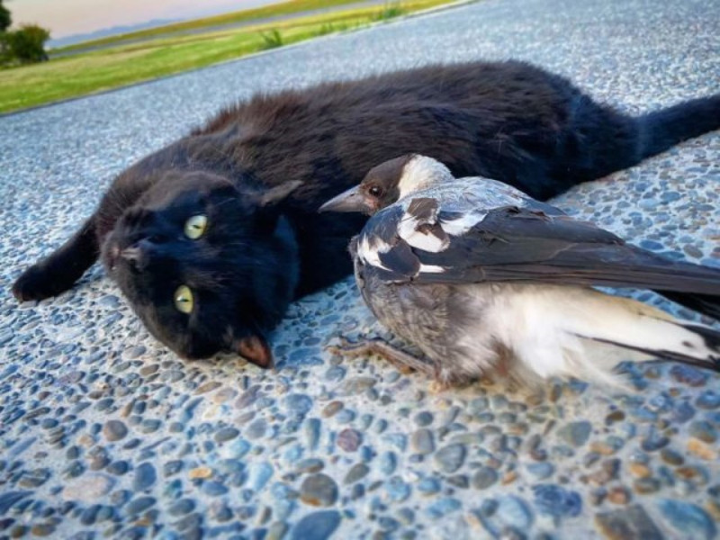 黑貓毛格利看見鵲鳥史烏撲覺得很有趣，很快就與牠成為好朋友   圖／IG@swoopandmowgli