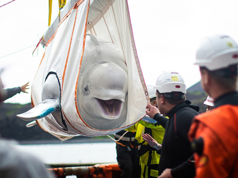 一對白鯨姊妹在水族館表演10年後，即將回歸大海時，被工作人員捕捉到面露笑容   圖／FB@SEA LIFE Trust Beluga Whale Sanctuary